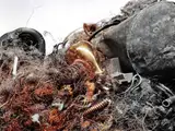 Epaviste gratuit destruction de véhicule enlèvement d’épave et dépanneur